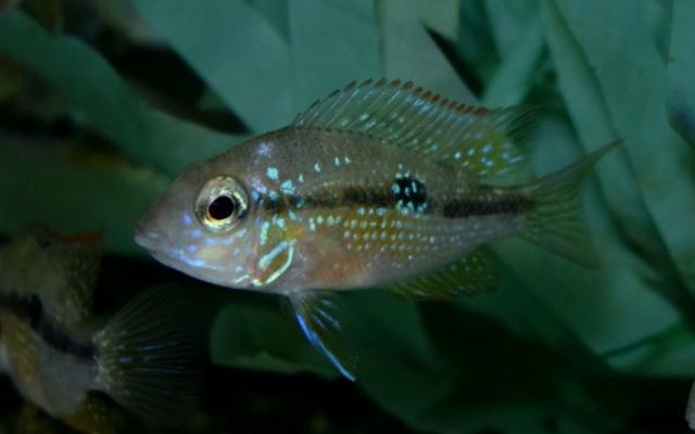 Chicliden Eliotti Thorichthys ellioti