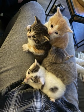 Kittens te koop