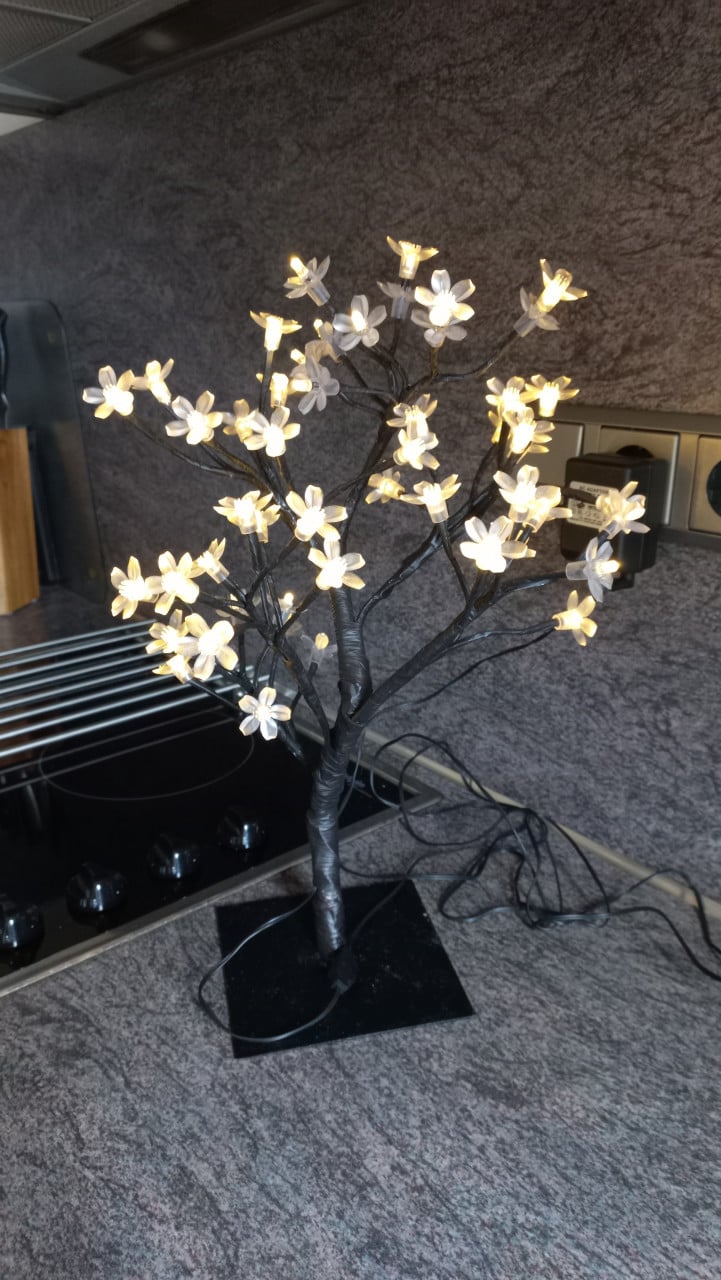 Bonsai boompje