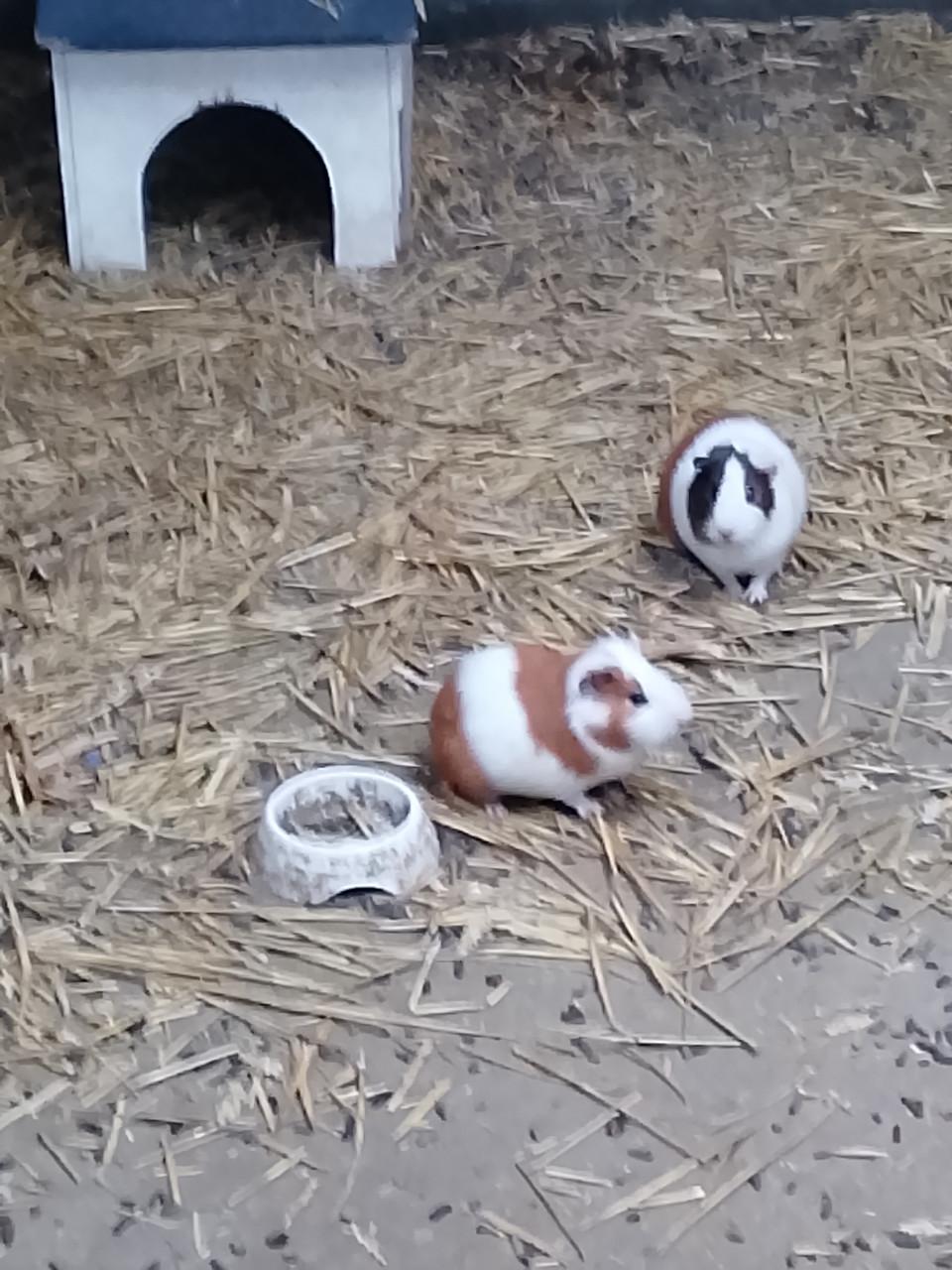Cavia's