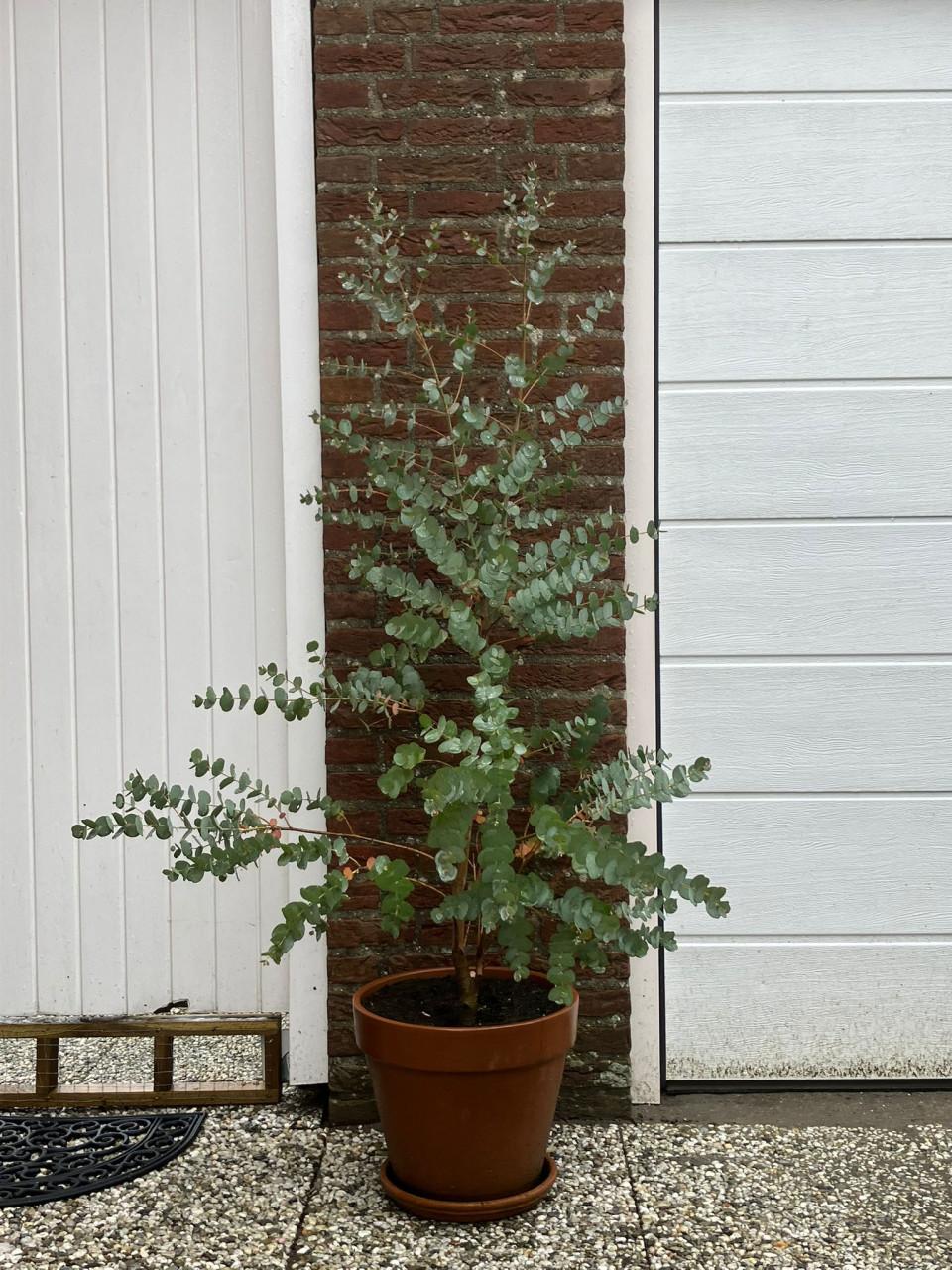 Prachtige Eucalyptus plant in terracotta pot met schotel 160 cm hoog teab