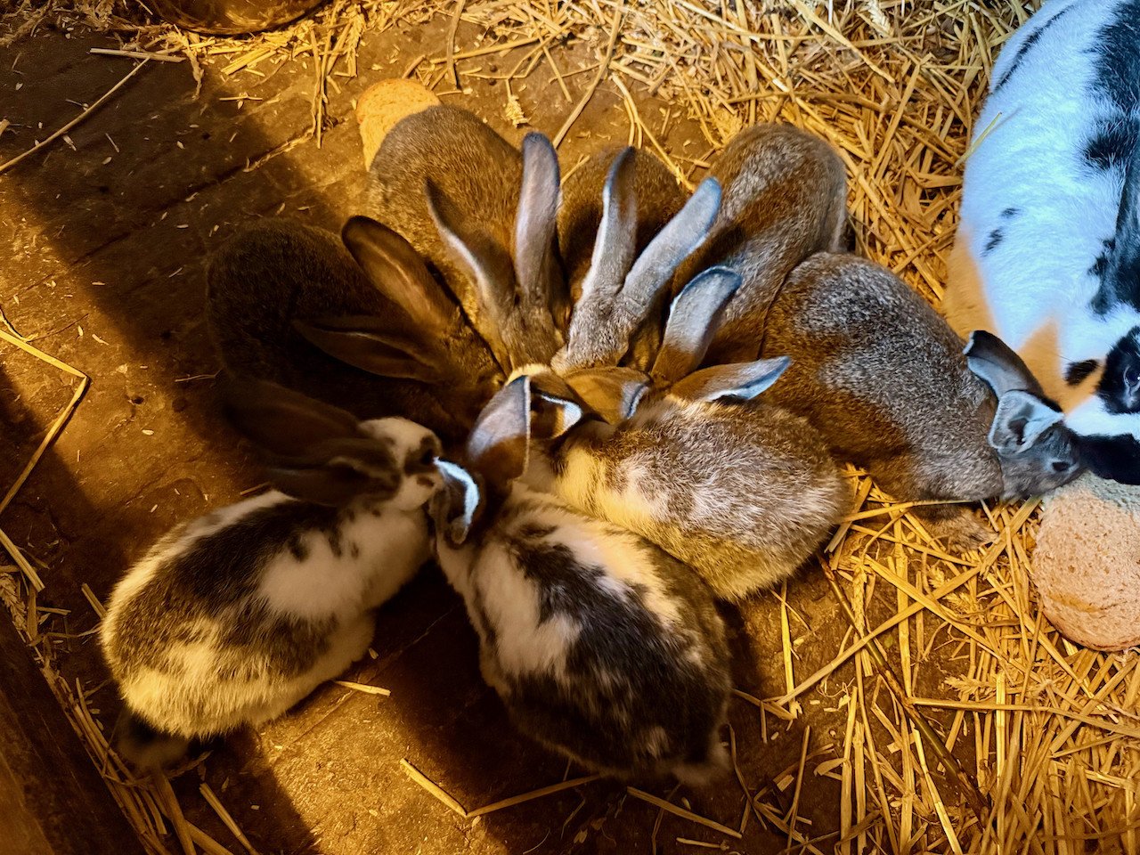 Jonge konijnen en ram te koop