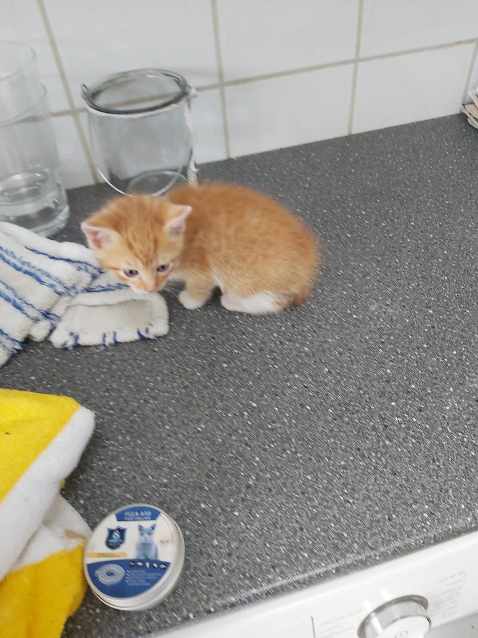 Kitten