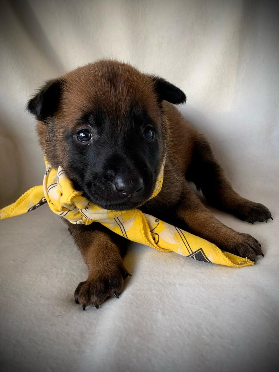 Mechelse herder pup teefjes