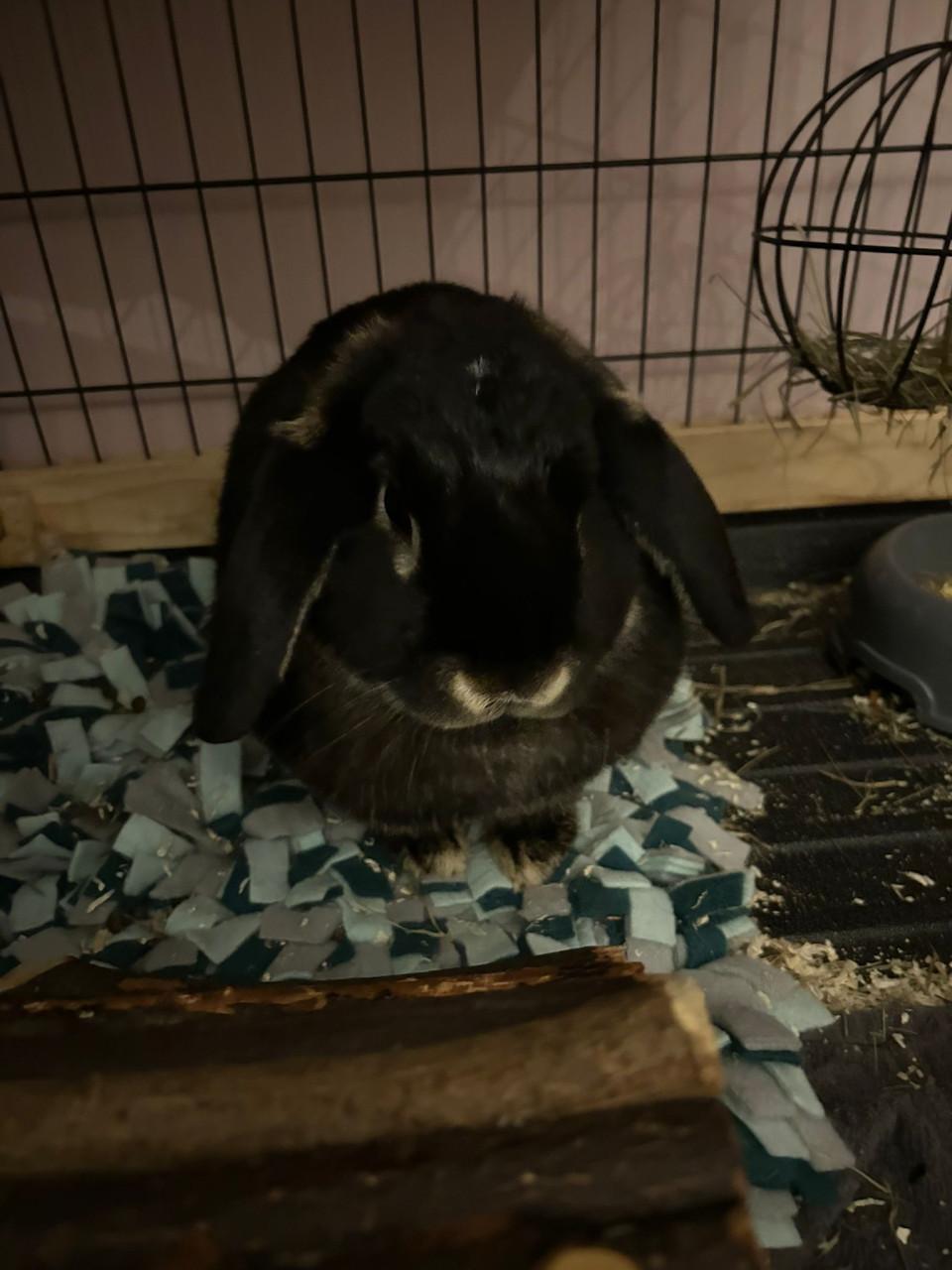 Gecastreerd Frans hangoor konijn incl inboedel