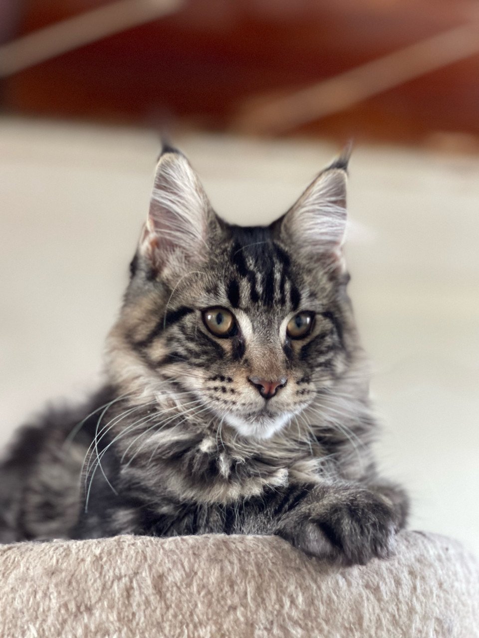 Maine Coon kitten