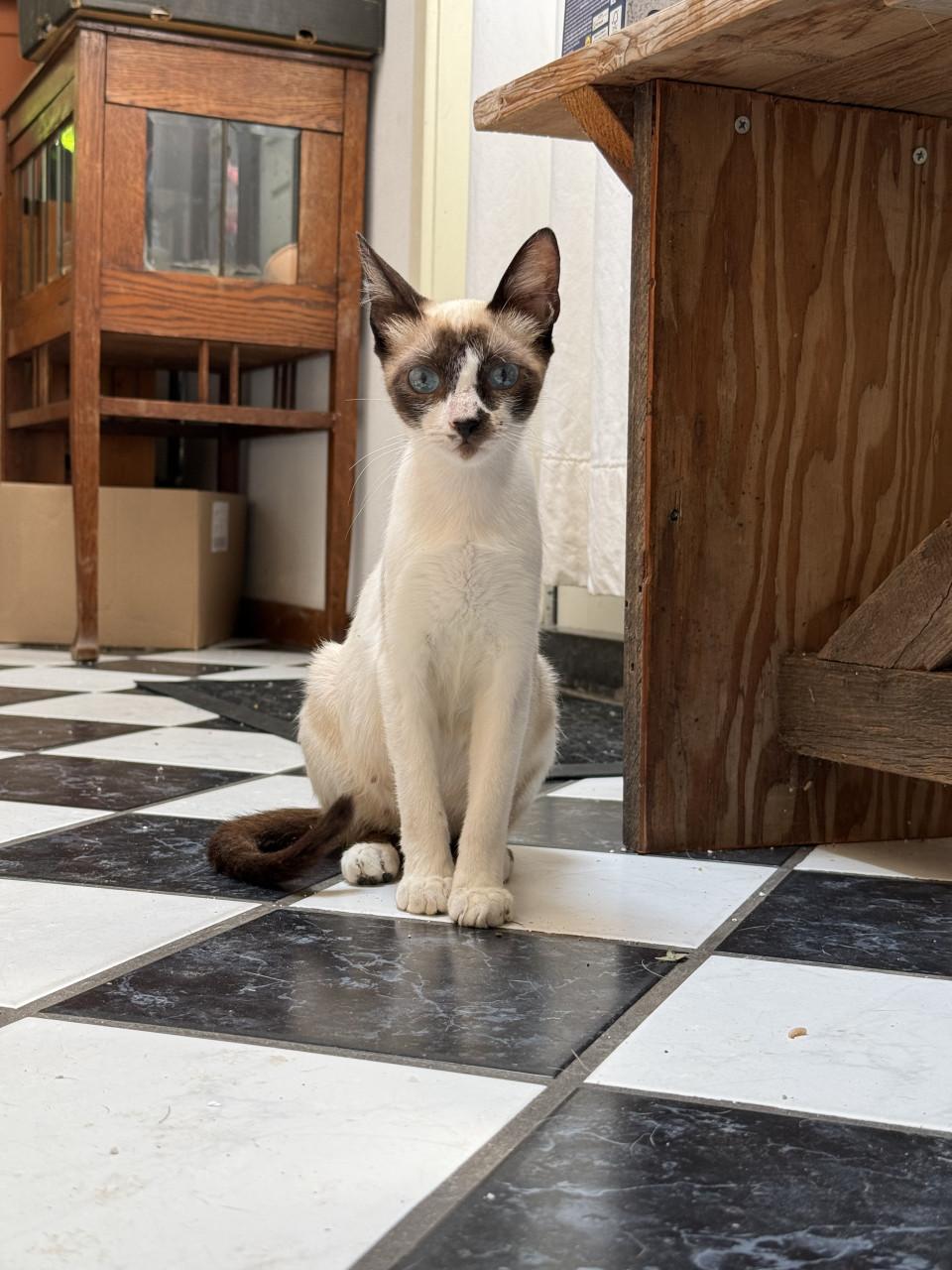 Kittens
