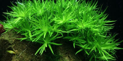 Aquariumplanten