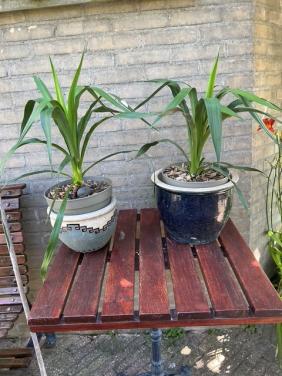 2 yucca's 70 cm. hoog