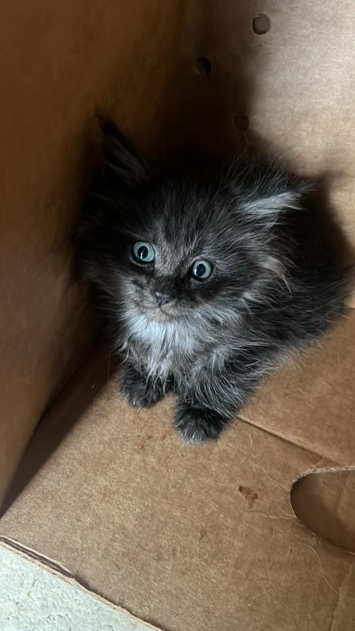 Maincoons kittens te koop