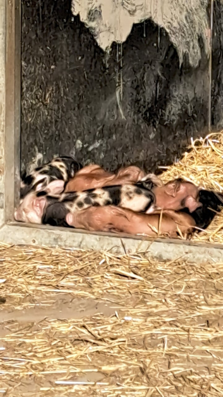 75% Berkshire en 25% Duroc biggen