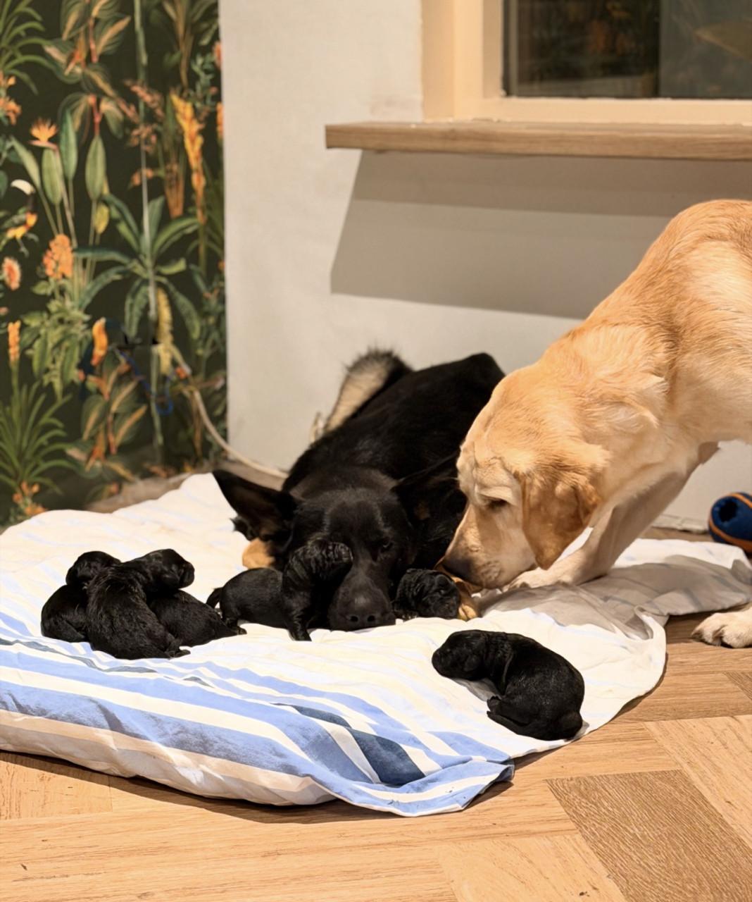 Duitse herder - Labrador pups