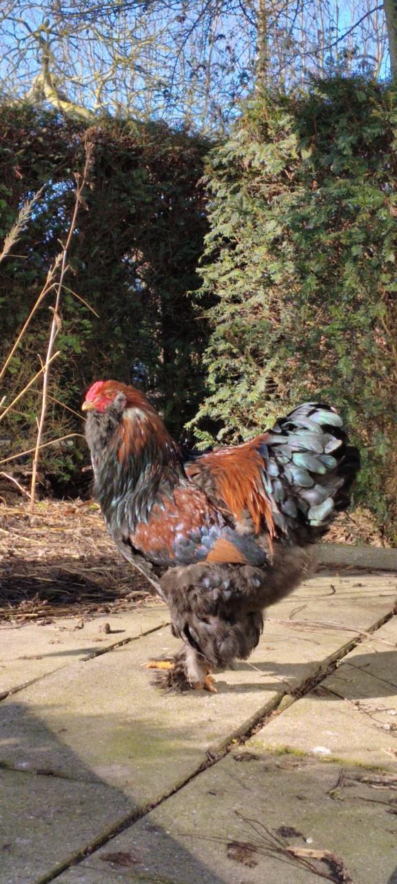 Brahma haan met baard (rood) zoekt goed huis
