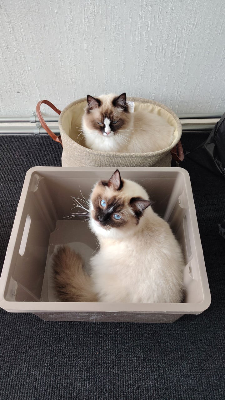 Vermist Noesje onze lieve kater