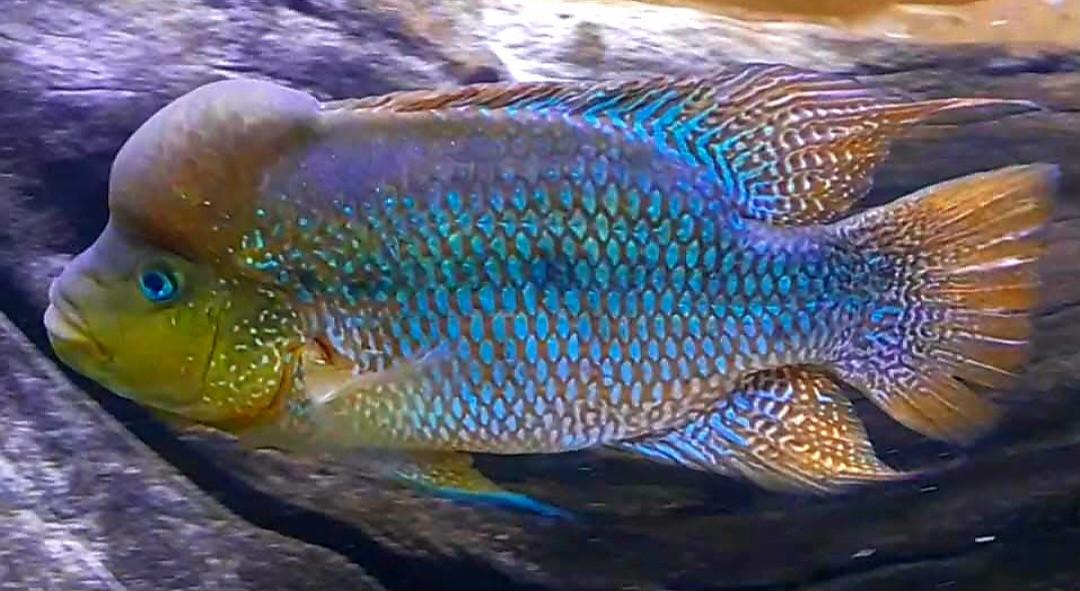 Aquariumvissen trio cichliden