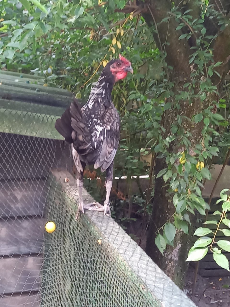 SEBRIGHT HAANTJE