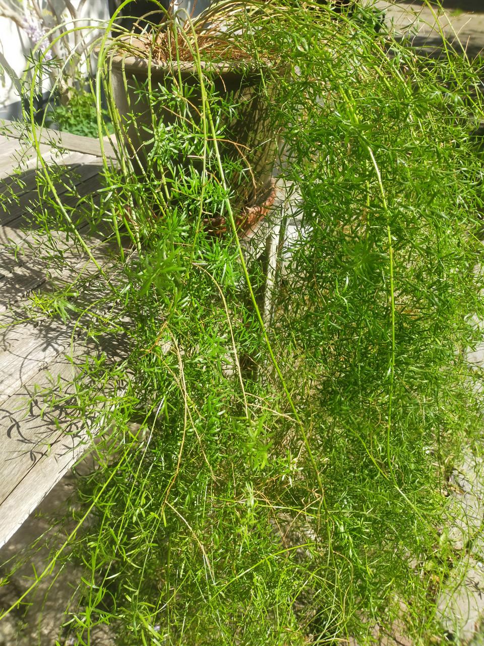 Sierasperge plant huiskamer plant