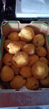 Kweeperen ( 20kg ), Tamme kastanjes (40 kg):  alles per kilo €1,50 !