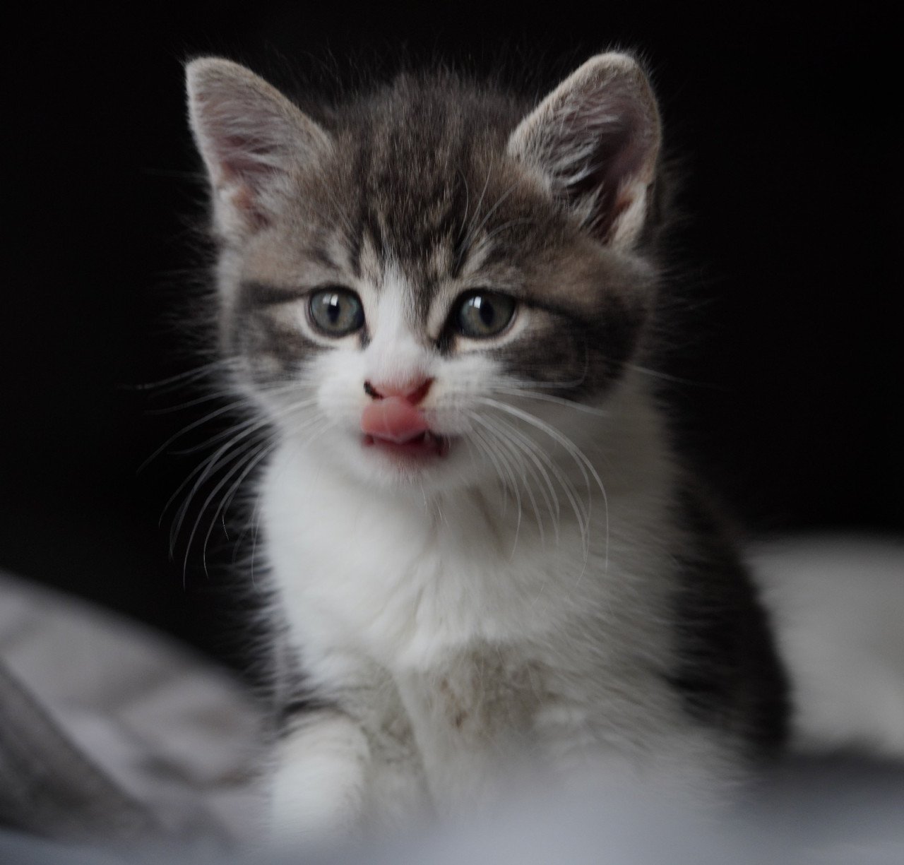 2 ondeugende kittens zoeken nieuw baasje