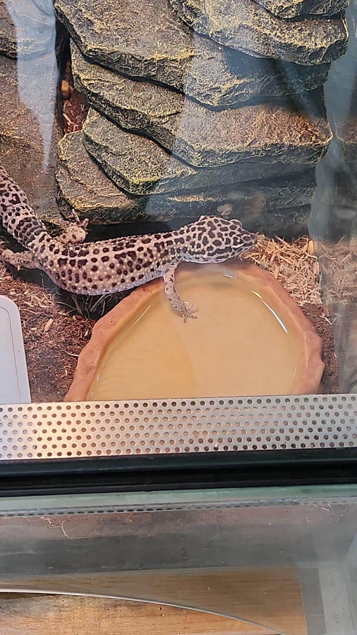 Luipaardgekko koppel