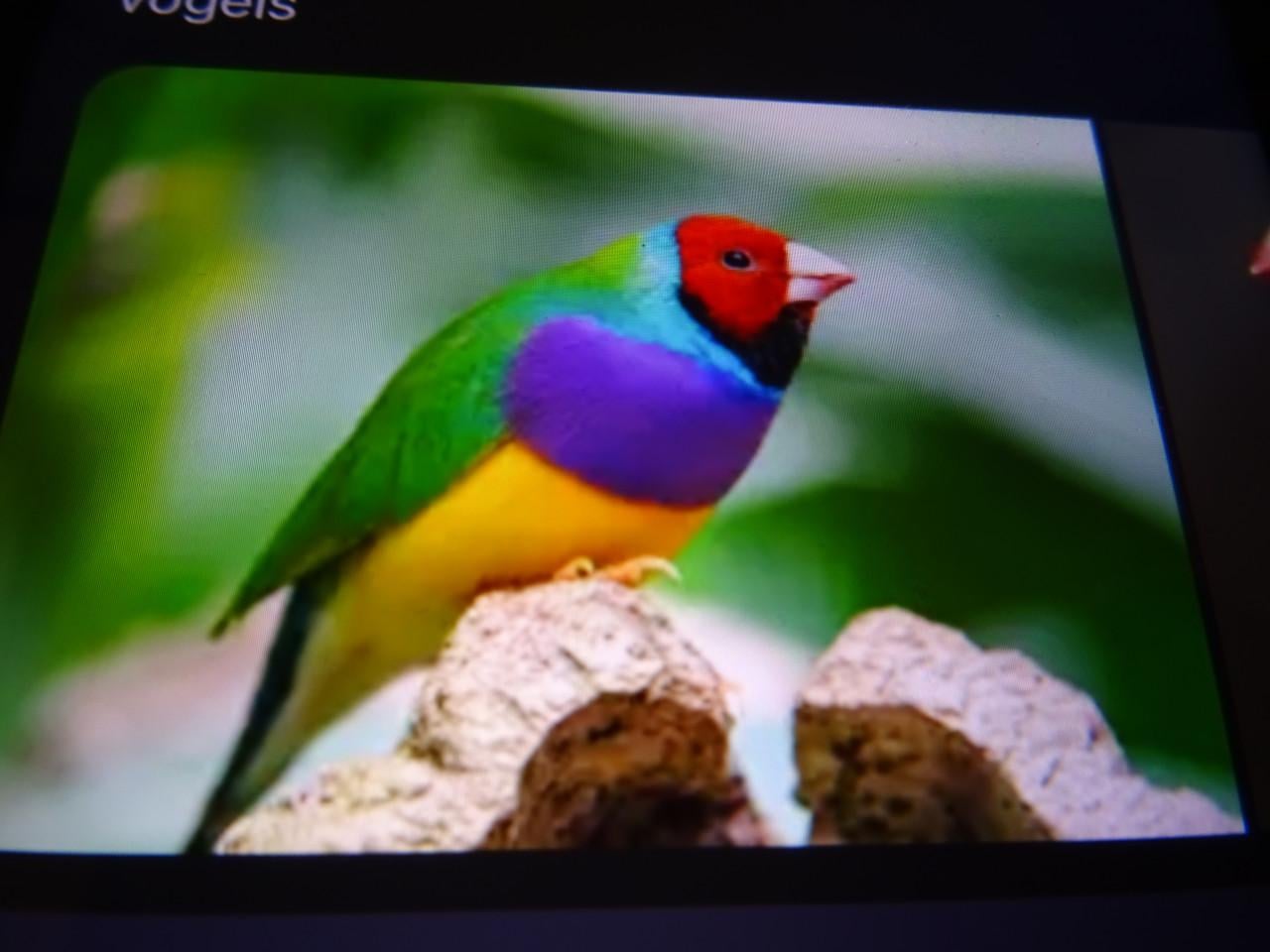TE KOOP VERSCHILLENDEVOLIERE VOGELS BROEDRIJP