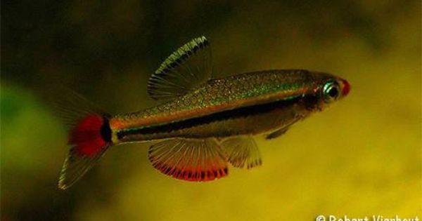 Vietnamese Danio's ( Tanichthys micagemmae )