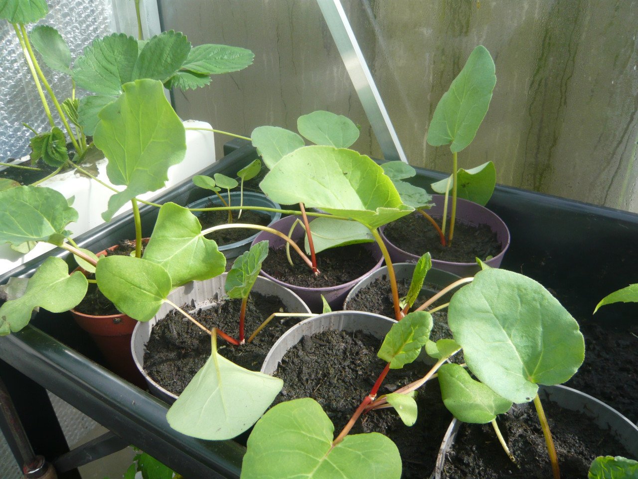 Tuinplanten tomaten