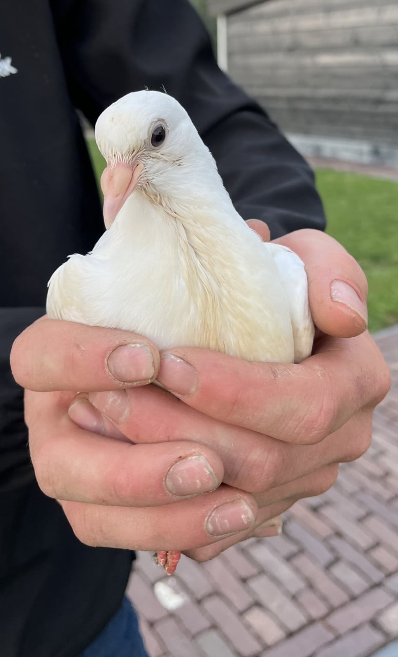 Witte sierduiven
