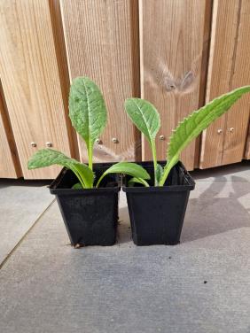 Onbespoten artisjokplanten