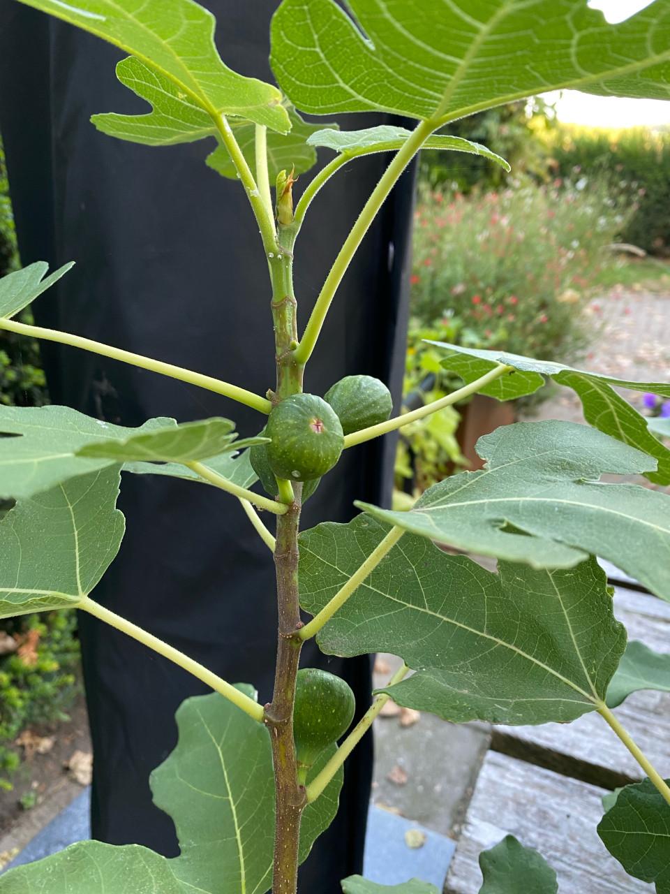Vijgenboom
