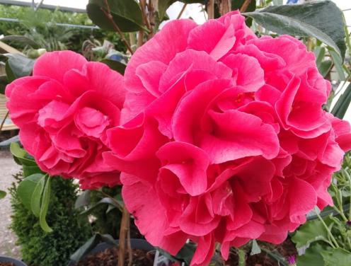 Camelia 'Mary Williams' 80-100 cm