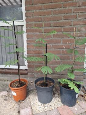 Diverse Acacia's
