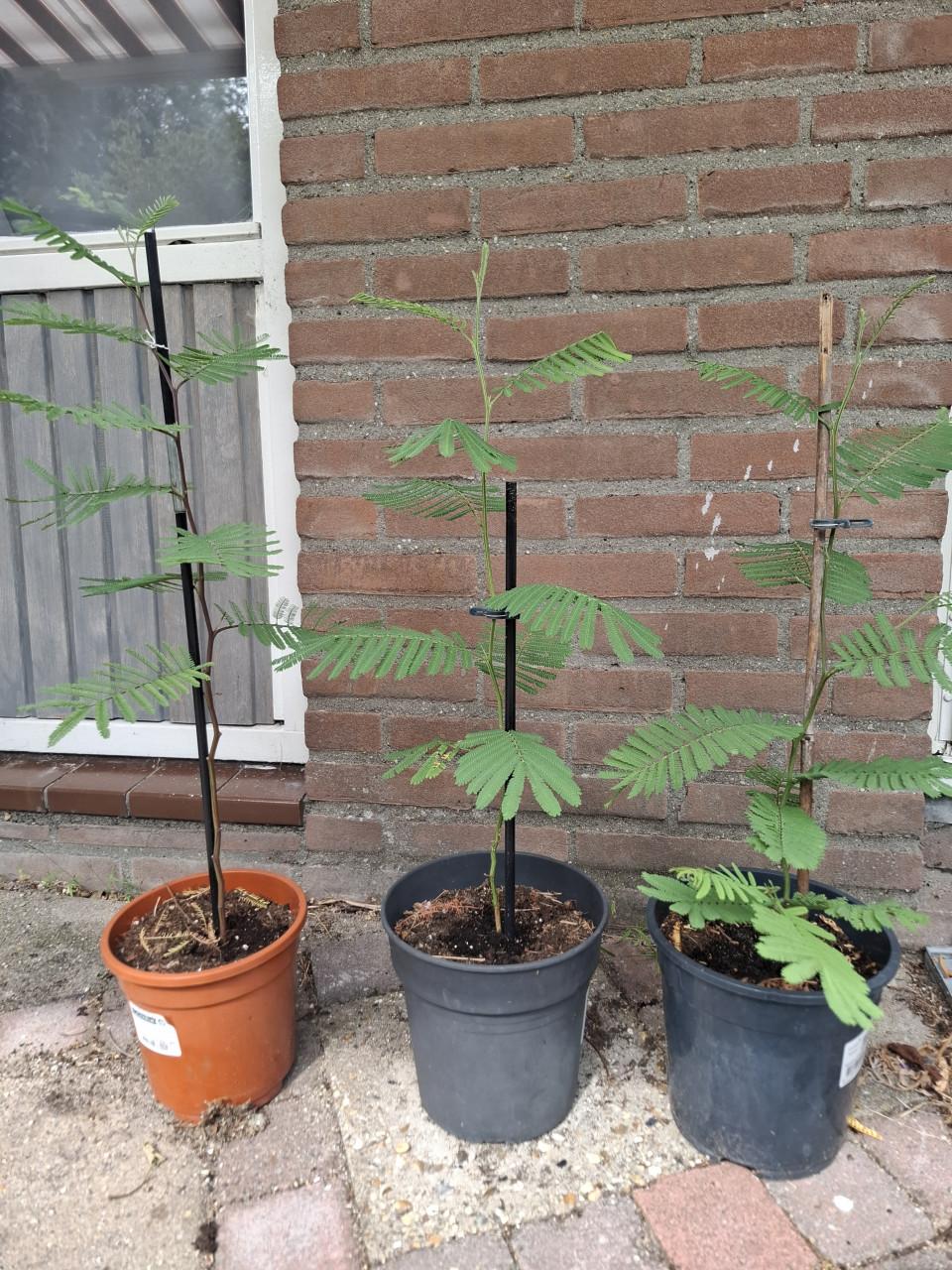Diverse Acacia's