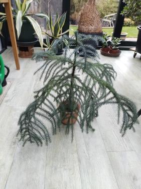 Mooie Kamer-den. Araucaria. 47 cm hoog. met brede takken.