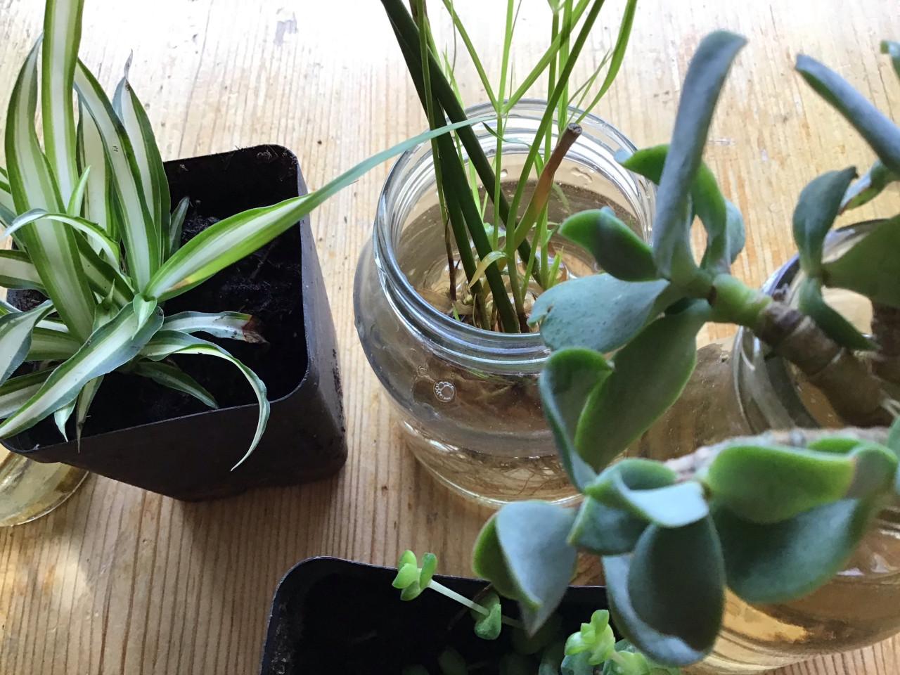 Kamerplanten stekjes