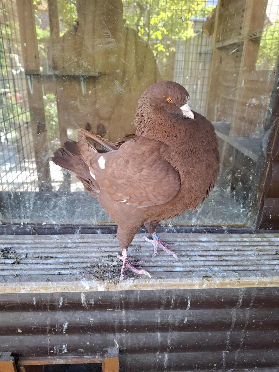 KING sierduif Rood/ wit doffer