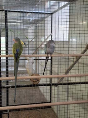 2 koppel princess of wales parkieten