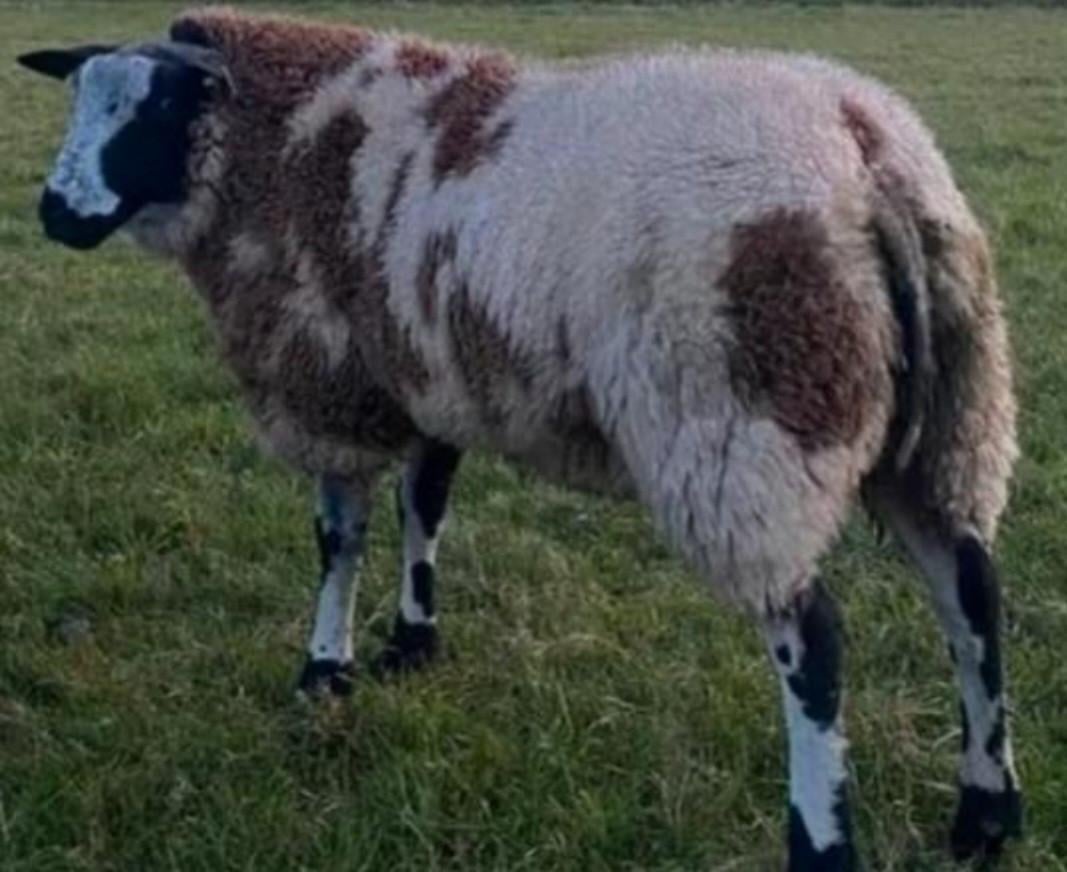 Schaap schapen ram rammen dekram