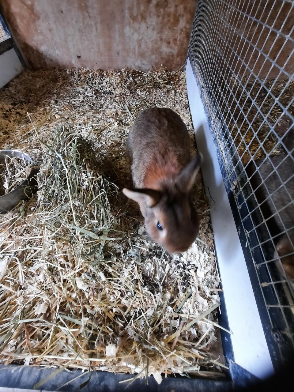 Ruime keuze cavia's en konijnen