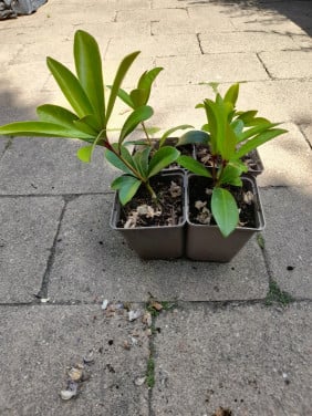 Skimmia
