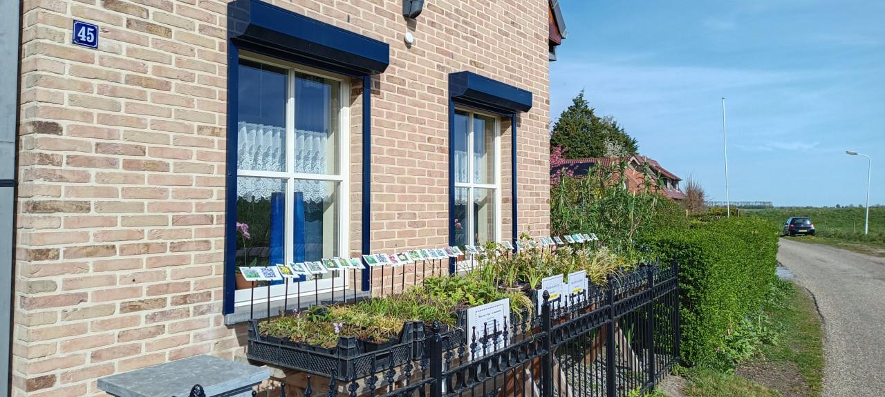 Kom naar ons plantenkraampje, mooie planten voor slechts € 1,25 p/st. !