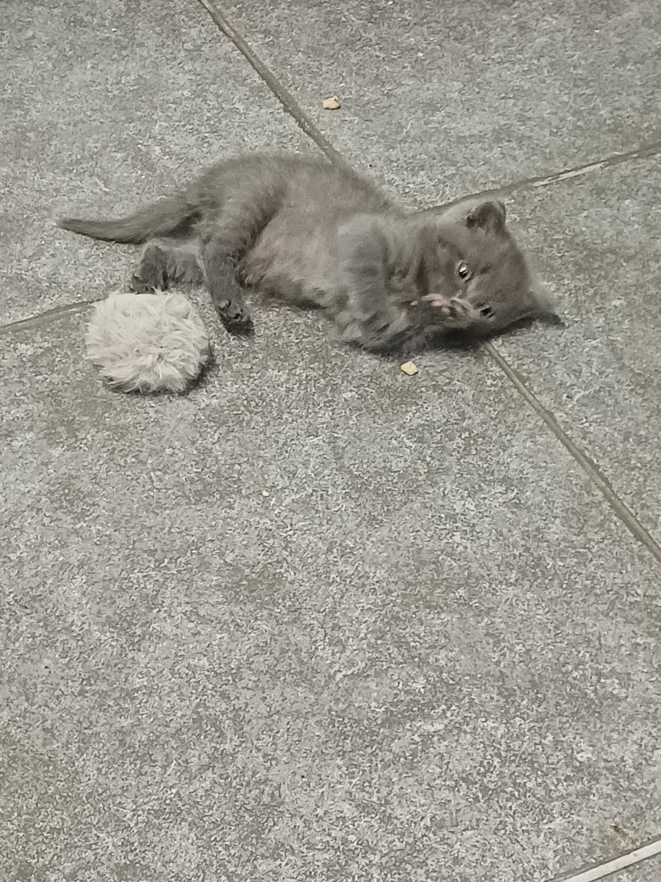 Leuke Brits Korthaar x Ragdoll kittens beschikbaar