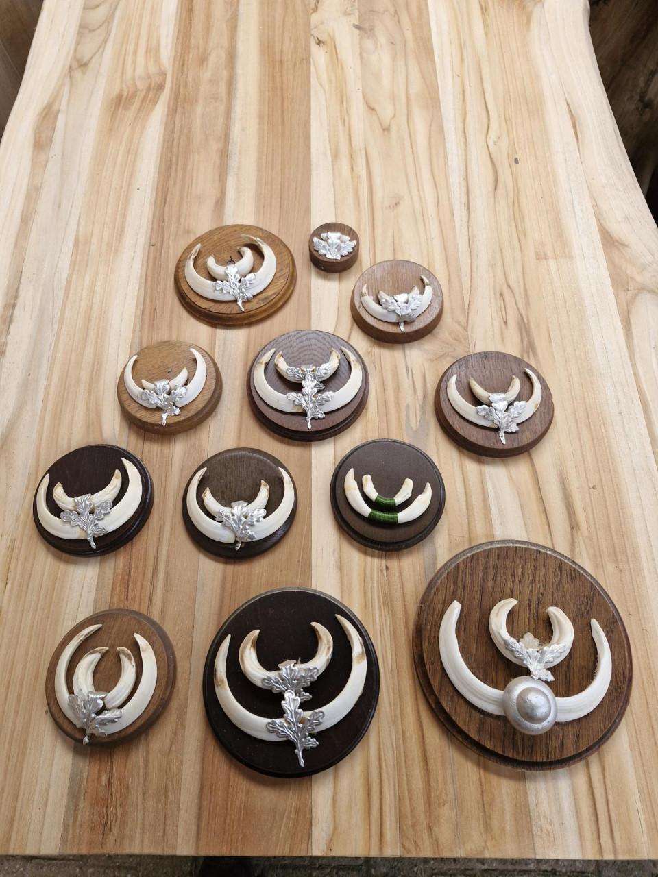 Everzwijn tanden op schild