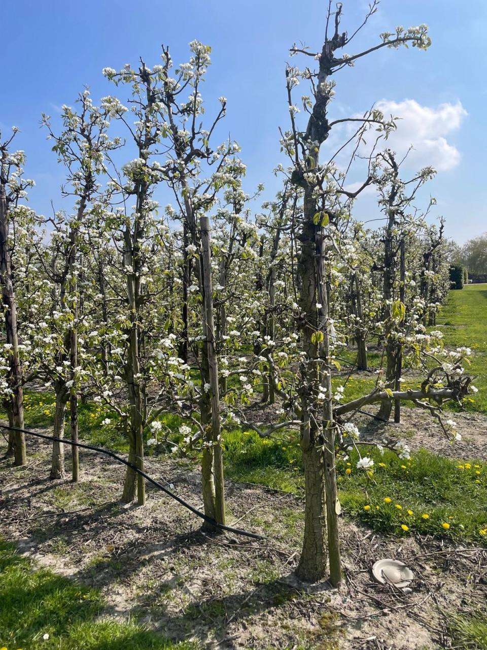 Conference Perenbomen 20 jaar oud