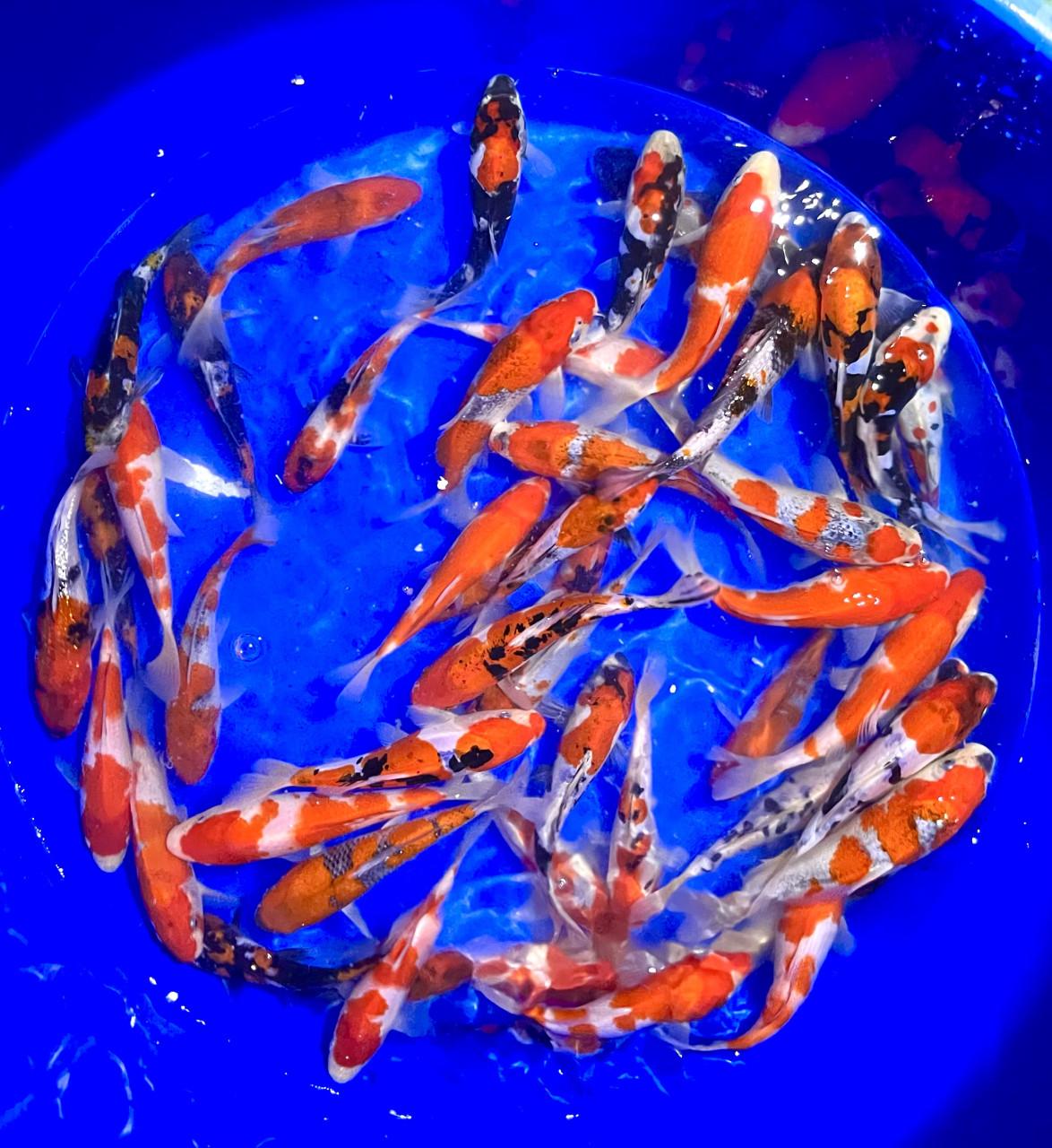 HQ Tosai van Hiroi 18-22cm. Japanse koi. ACTIE 5 voor 200