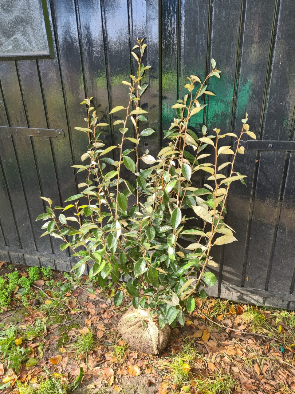 Olijfwilg haagplanten in alle soorten en maten