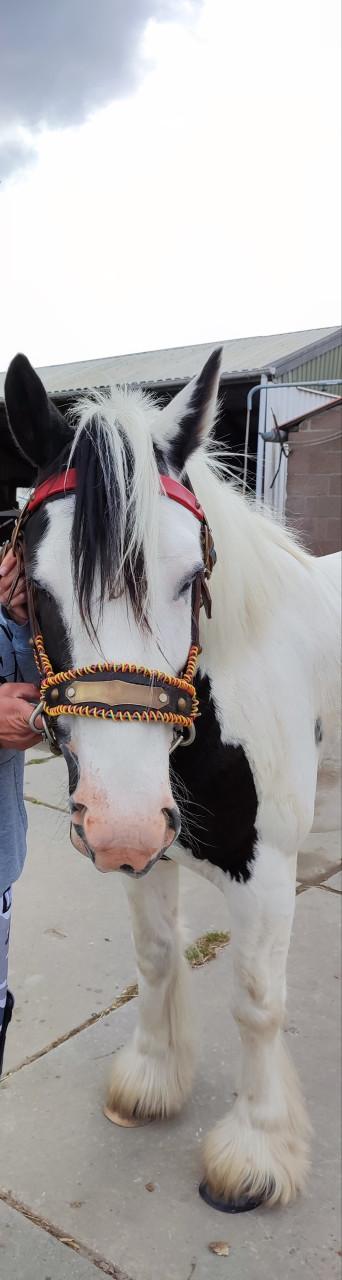 Hoofdstellen en meer