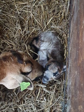 Schaap schapen Ruischapen ram ooi lam stel bij paard of pony ideaal