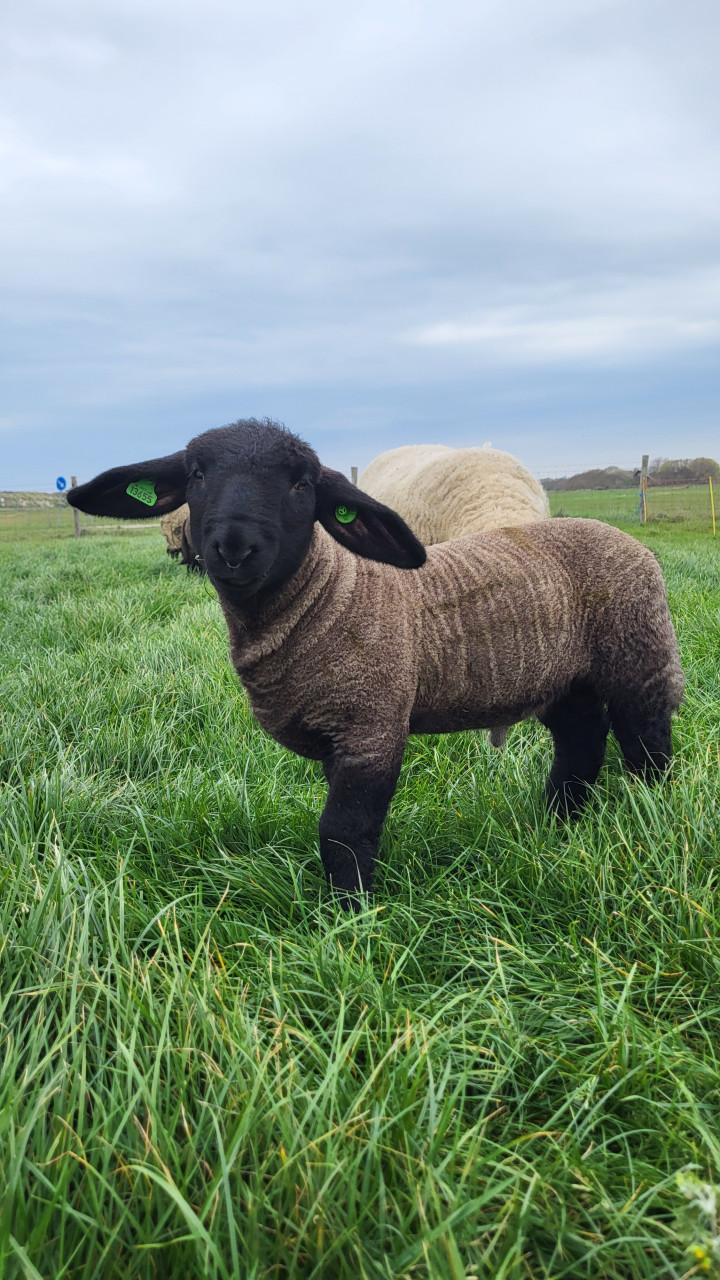 Suffolktamlammeren