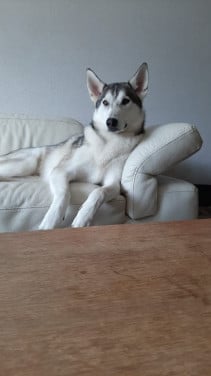 Siberische Husky